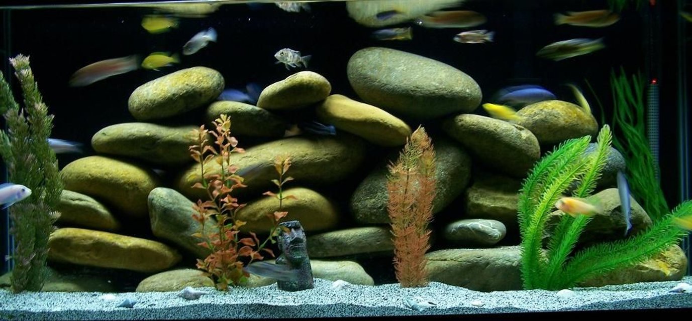 Rated #1121: Freshwater Fish Tank - 75 gallon4 foot long, 18 inches wide, Penguin 350 HOB power filter, Aquaclear 110 Power Filter, 250 watt Visi_Therm Deluxe heater.  120+ pounds of rocks.  Black painted background, and buffered African Cichlid sand.