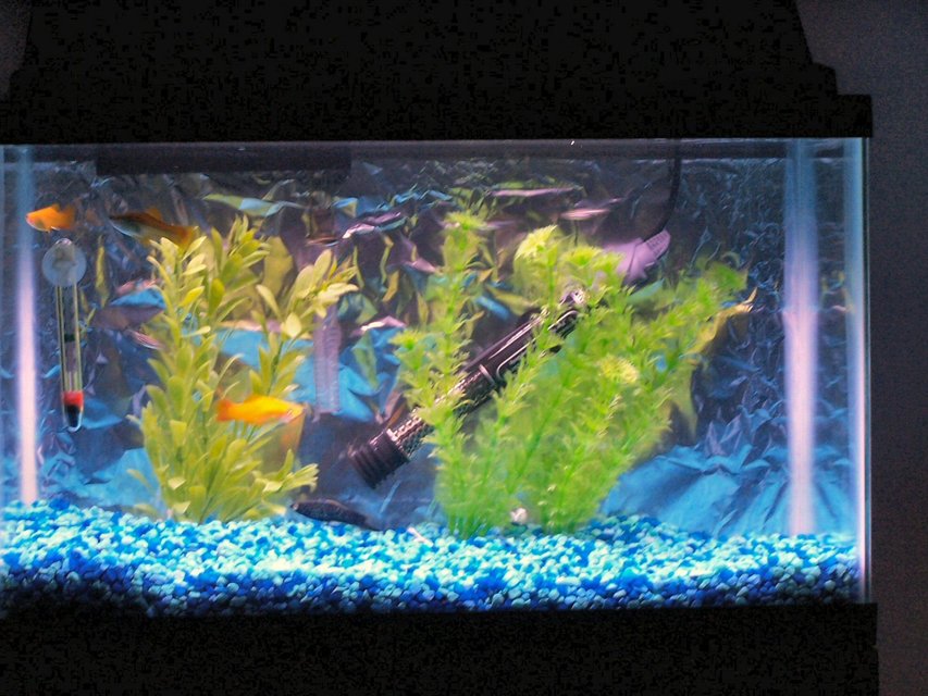 Rated #3922: 29 Gallons Freshwater Fish Tank - 10 gallon in my daughter's bedroom.