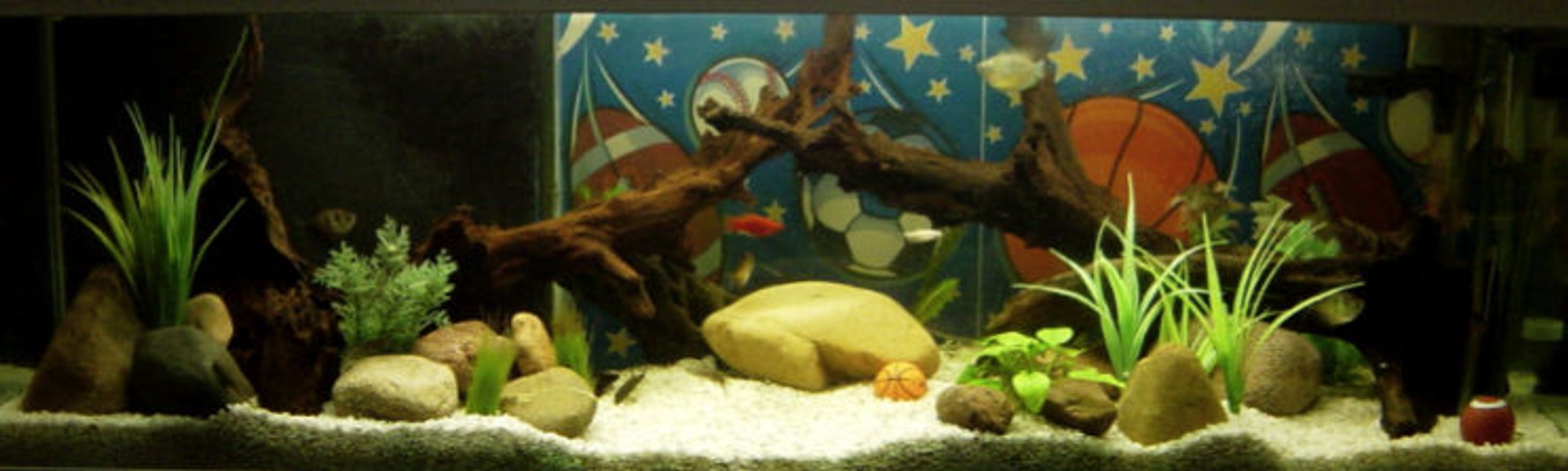 Rated #2533: 34 Gallons Freshwater Fish Tank - 34 GAL freshwater sports theme tank. It is placed in an office decorated with all sort of sporting goods.