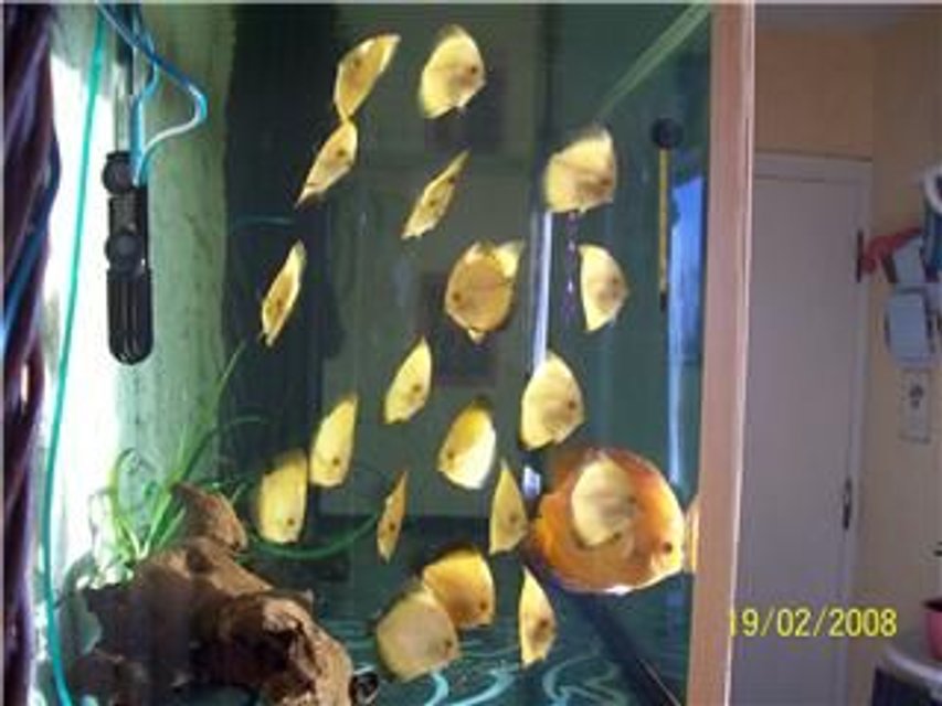 Rated #2907: 40 Gallons Freshwater Fish Tank - Baby discus Marlboro Red.