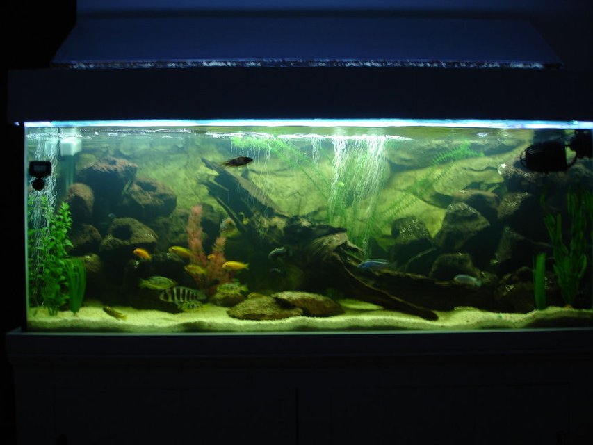 Rated #1403: 65 Gallons Freshwater Fish Tank - Full Shot of the Tank