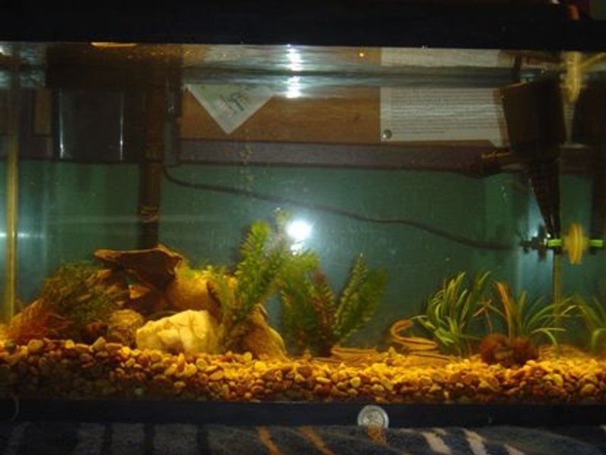 Rated #4055: 10 Gallons Freshwater Fish Tank - My stream tank for Black Nosed Dace, a minnow species native to Pennsylvania