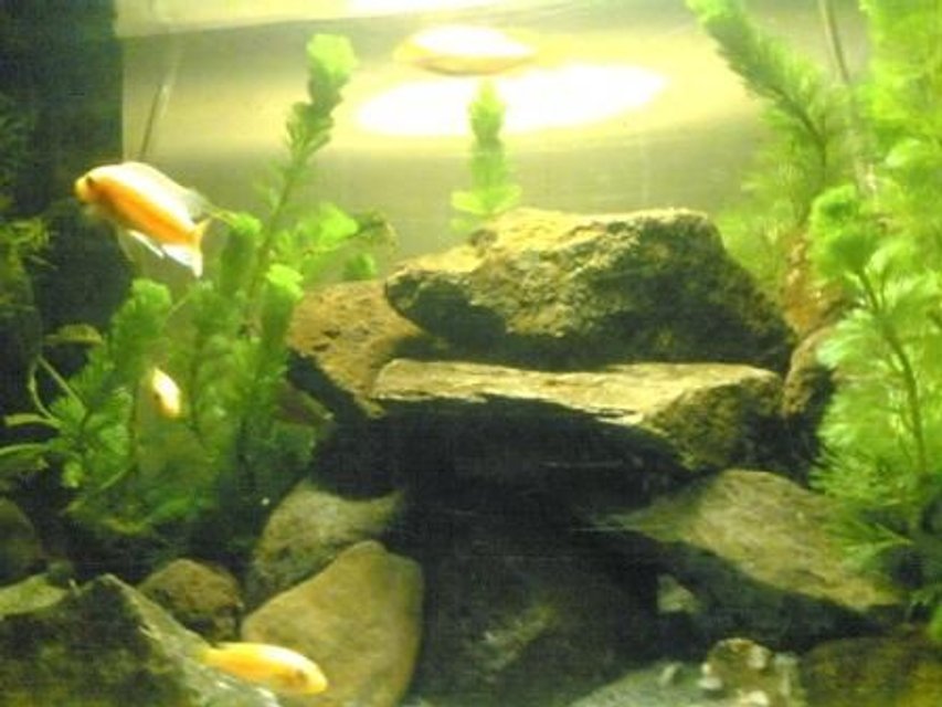 Rated #3131: 50 Gallons Freshwater Fish Tank - my tank