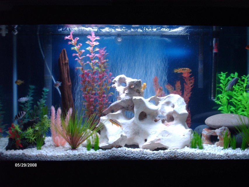 Rated #1772: 38 Gallons Freshwater Fish Tank - Reset with Texas Holey Rock