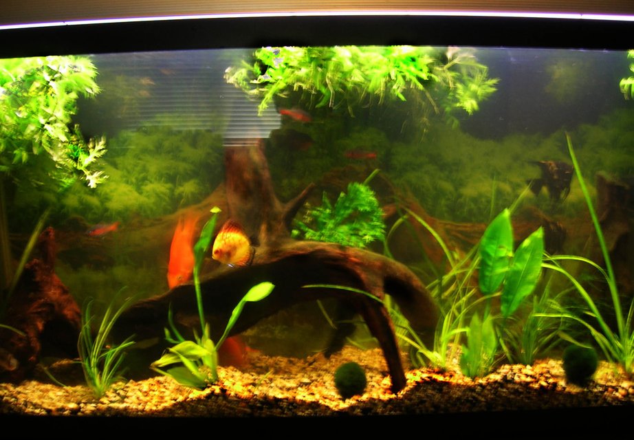 Rated #2054: 55 Gallons Freshwater Fish Tank - My tank
