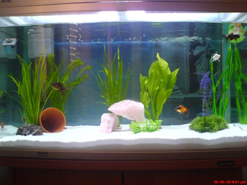 Rated #2690: 32 Gallons Freshwater Fish Tank - up 2 date pic of my tank