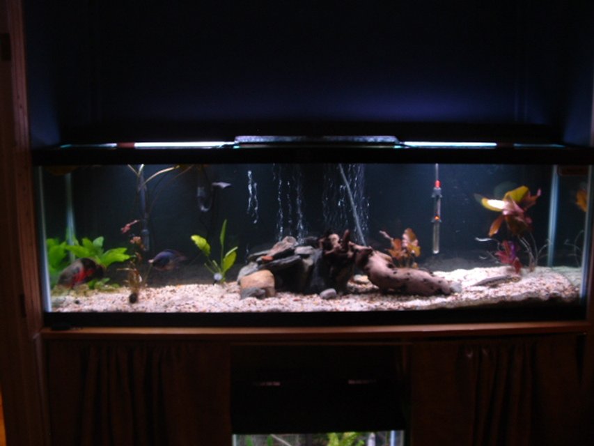 Rated #2827: 125 Gallons Freshwater Fish Tank - My 125