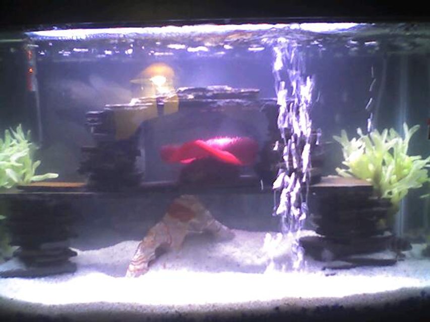 Rated #3829: 30 Gallons Freshwater Fish Tank - diff pic of tank!