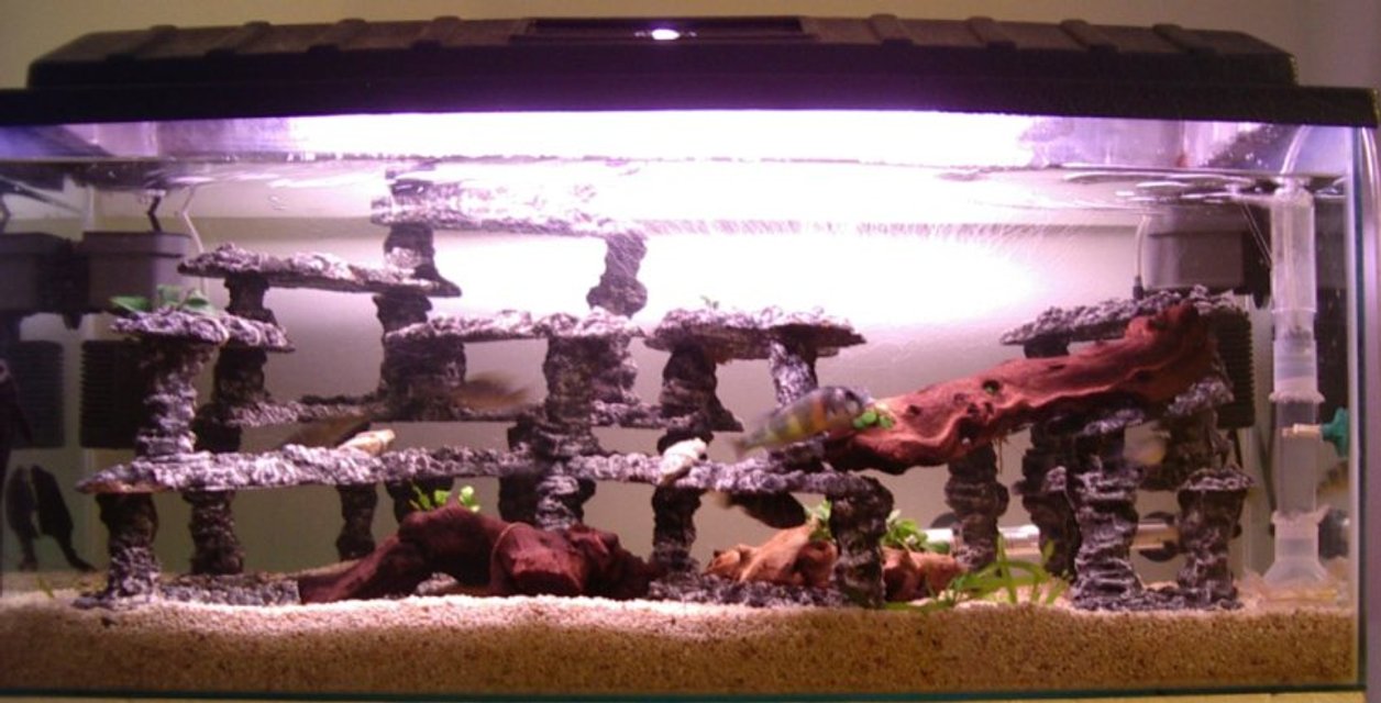 Rated #2573: 30 Gallons Freshwater Fish Tank - This tank was set up from scratch 7 months ago. The fish seem to like it as they started breeding two months afterwards. The only problem I have at present, is that the dominant male is running the other fish ragged during spawing time. I currenty have one female holding at present