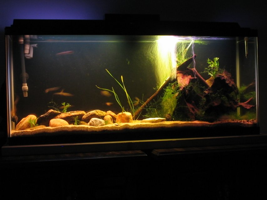 Rated #2220: 55 Gallons Freshwater Fish Tank - Fluval 304
50 watts of light
Sand Substrate
Crystal Wort, Java Fern
30 lbs of Malaysian Driftwood

Fish Include:

-3 Pictus Cats (Peruvian)
-2 Weather Loaches (One Silver; One Gold)
-1 Farlowella Catfish
-5 Brilliant Rasboras
-1 Horsefaced Loach
-2 Bloodfin Tetras
-1 Marbled Hatchetfish
-2 Mystery Snails