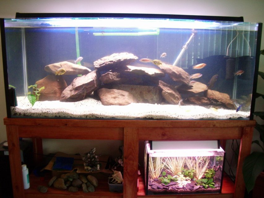 Rated #2305: 95 Gallons Freshwater Fish Tank - Small neon tetra tank below