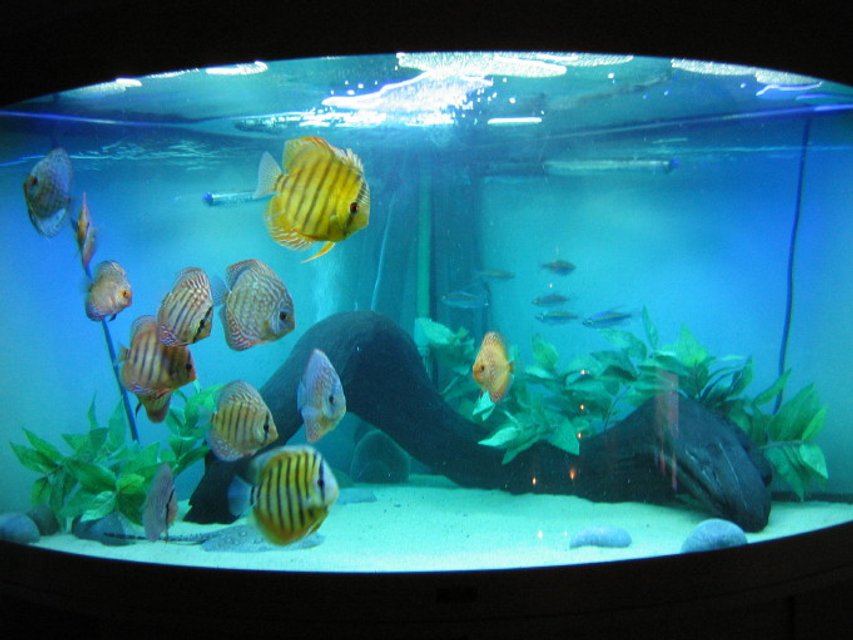 Rated #423: 350 Gallons Freshwater Fish Tank - My Discus tank
-13 discus
-1 motoro stingray
-6 congo tetras