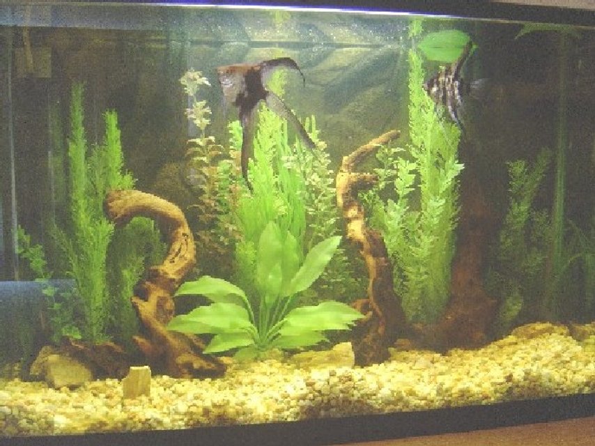 Rated #2570: 45 Gallons Freshwater Fish Tank - all the plants are artificials, and the roots are mopanies, contains an escalar`s  couple, and their babies, the ph its 6.5, and has 2 filters, 1 inrternal and the other external.