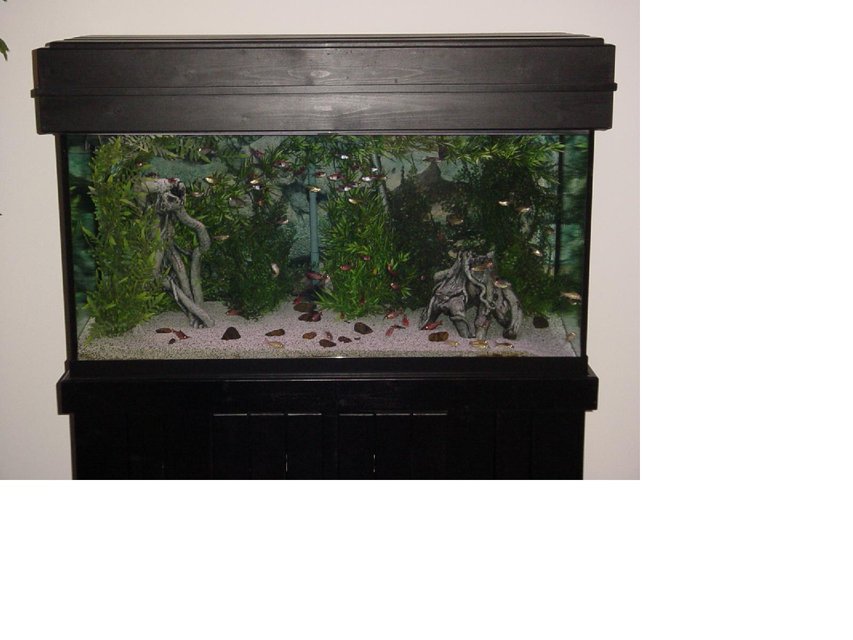 Rated #3598: 90 Gallons Freshwater Fish Tank - Here is My 90 Gallon Tera Tank with Plastic Pants, Ceramic Roots, White Chiclid Sand