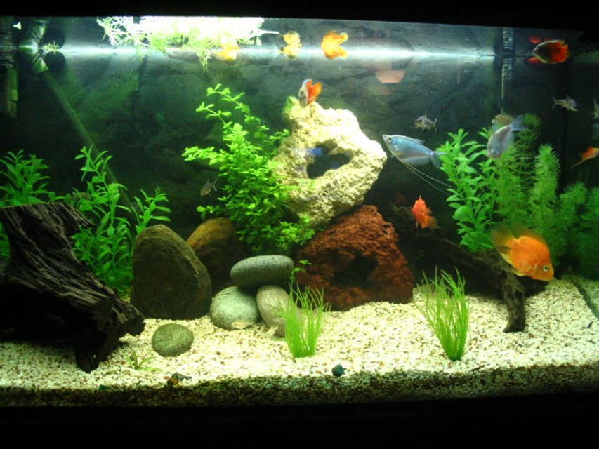 Rated #2582: 50 Gallons Freshwater Fish Tank - Tank