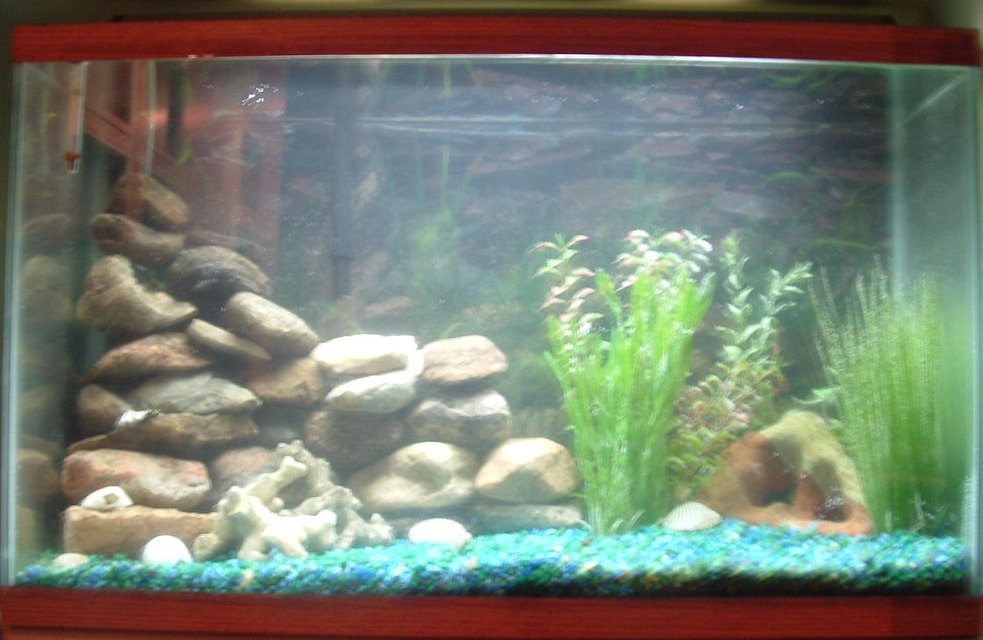 Rated #3720: 30 Gallons Freshwater Fish Tank - I haven't put my fish in yet in this picture but this is my 30 gallon tropical tank.
