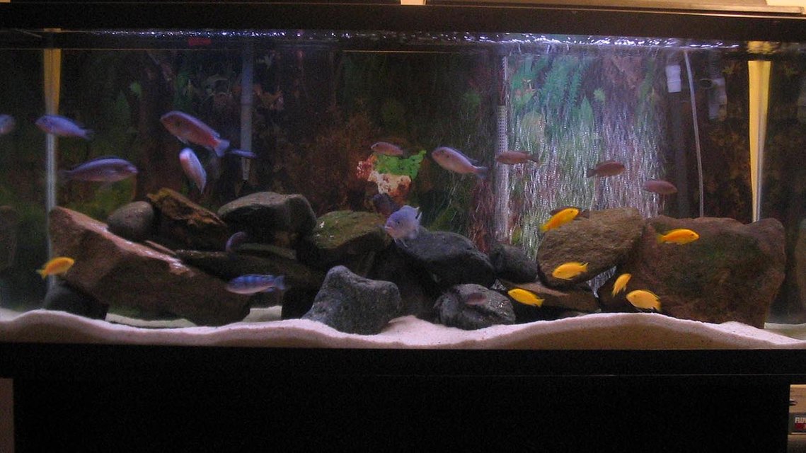 Rated #1174: 55 Gallons Freshwater Fish Tank - Standard 4', 55gal tank. Currently running a Fluval 304 and a 204 for filtration, Ebo Jager submersible heater, and two aquaglo light strips. Sand substrate, and rock decor - no plants. Mixed African mbuna cichlid tank:
2 Cobalts
5 Demasoni
7 Yellow Labs
4 Polit
4 Cyno sp. 'Lions Cove'
1 Kenyi
1 OB Peacock