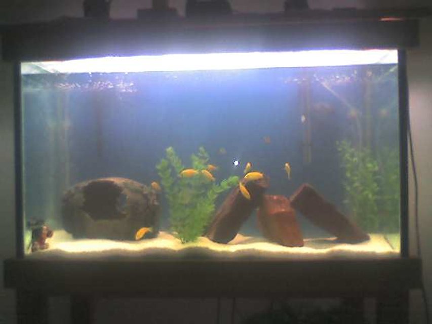 Rated #4148: 37 Gallons Freshwater Fish Tank - my tank