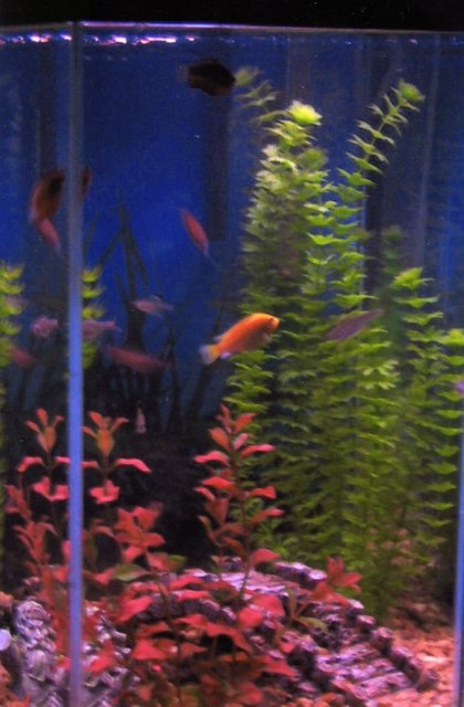 Rated #4114: 35 Gallons Freshwater Fish Tank - 35 gallon hex tank with a few fake plants & ornaments
electric yellow, 3 flame red gouramis, 6 serpea tetra, 6 pristella tetra, common pleco