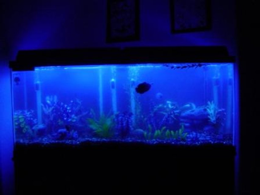 Rated #3862: 55 Gallons Freshwater Fish Tank - my tank