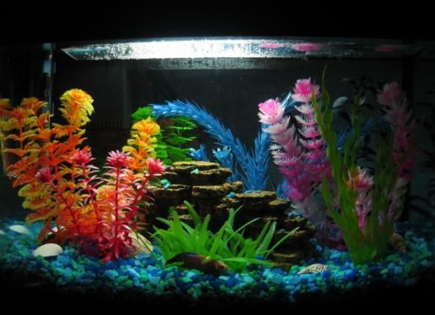 Rated #3276: 6 Gallons Freshwater Fish Tank - 6 gallon