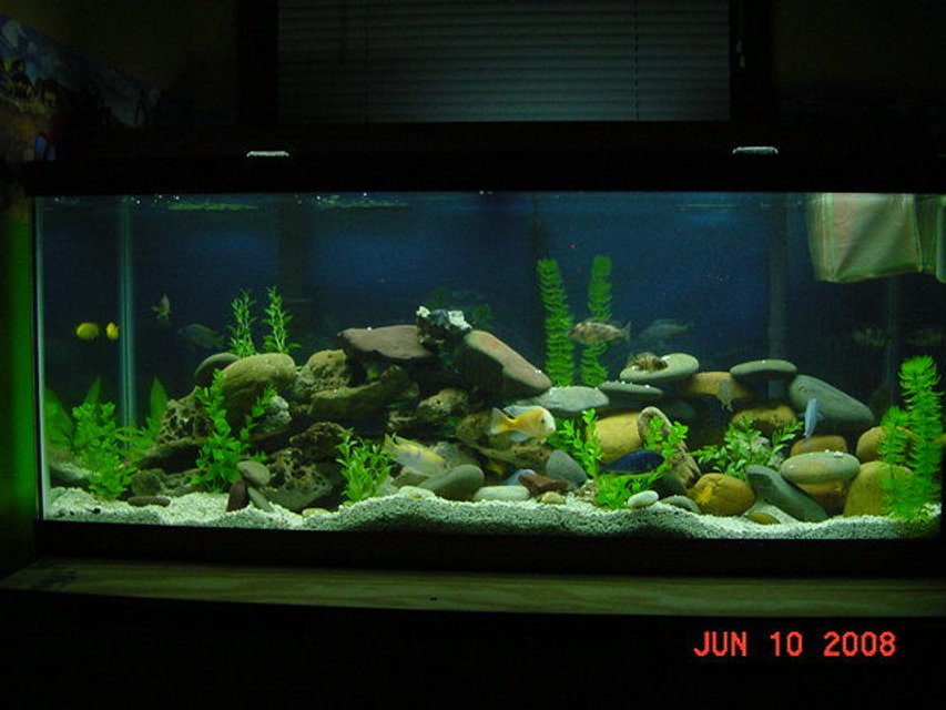 Rated #326: 75 Gallons Freshwater Fish Tank - 75 Gallon African Tank - Plastic Plants - Lace and River Rock - Who Needs TV When You Have One of These - Talk About a Big Screen!!!