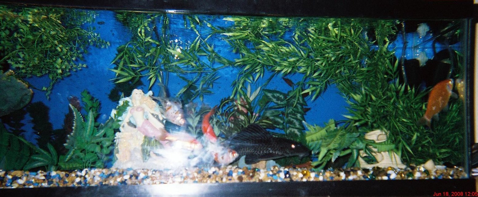 Rated #3286: 45 Gallons Freshwater Fish Tank - ok