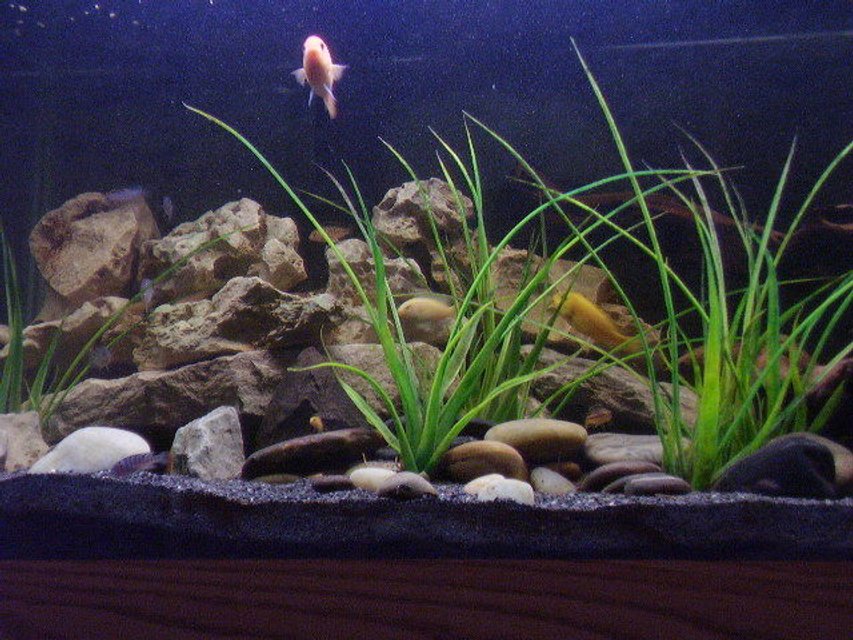 Rated #1286: 75 Gallons Freshwater Fish Tank - my african cichlid tank 4