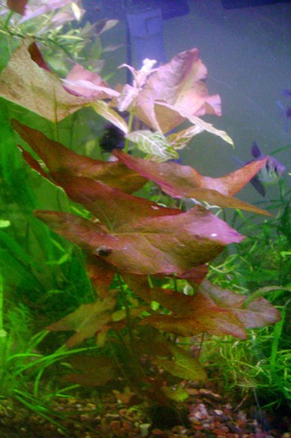 Rated #4034: 55 Gallons Freshwater Fish Tank - Love the color on this one :)