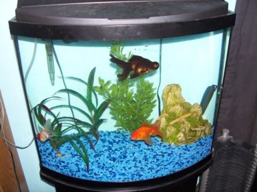Rated #4046: 27 Gallons Freshwater Fish Tank - My Goldfish Tank