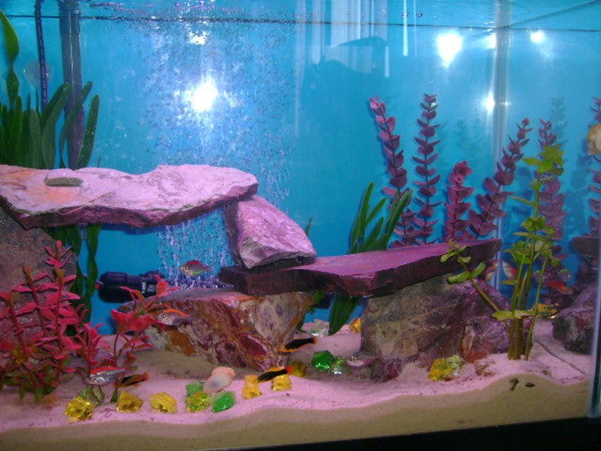 Rated #3196: 30 Gallons Freshwater Fish Tank - 30 g freshwater