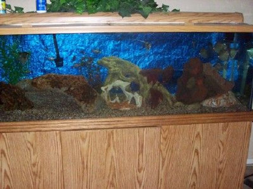 Rated #3374: 125 Gallons Freshwater Fish Tank - 125G 5ANGLES 7SILVER DOLLARS 2CLOWN LOACHES 5CORY CATS 7TETRAS IM NOT SURE THE NAME, MULTIPLE SMALLER FISH