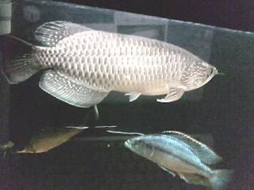 Rated #3865: 150 Gallons Freshwater Fish Tank - Jardini..