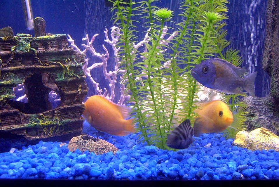 Rated #3473: 75 Gallons Freshwater Fish Tank - nice