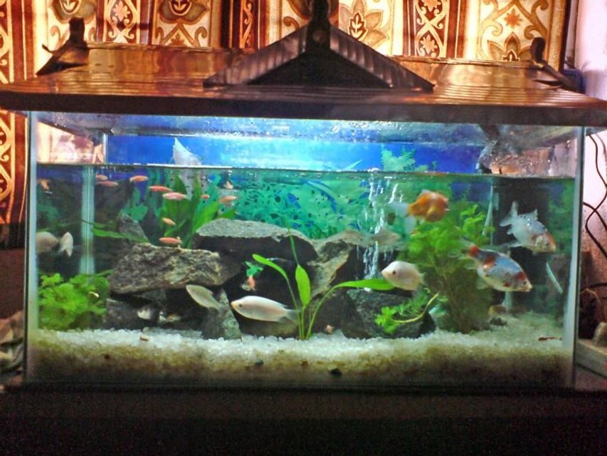 Rated #3365: 10 Gallons Freshwater Fish Tank - My First Tank