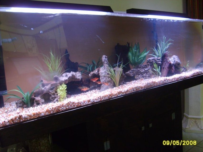 Rated #3070: 115 Gallons Freshwater Fish Tank - a better picture of my tank with a few new things and different set up and my "night" lighting on it. they are just 2 24" 20 watt basic bulbs