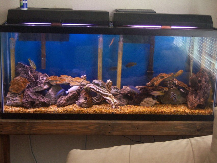 Rated #1826: 55 Gallons Freshwater Fish Tank - new setup