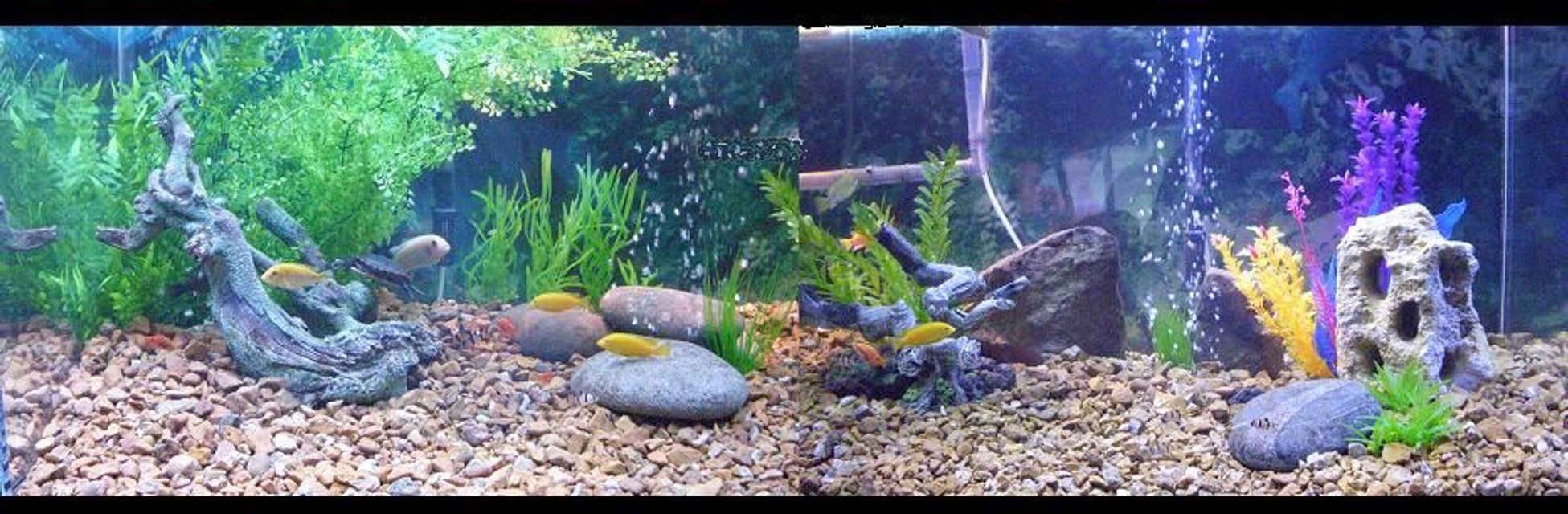 Rated #1463: 225 Gallons Freshwater Fish Tank - 225 gallon fish/turtle tank
