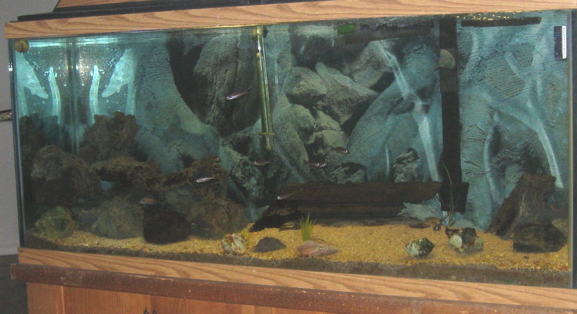 Rated #3385: 55 Gallons Freshwater Fish Tank - supposed to look like lake tanganyika...looks better in person :-)