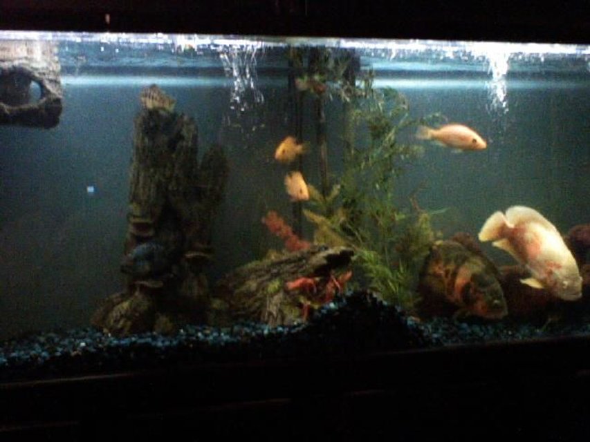 Rated #3480: 85 Gallons Freshwater Fish Tank - my 85 gal