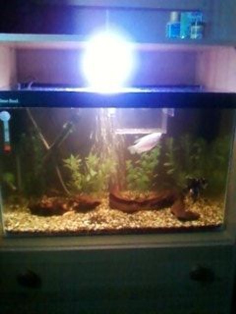 Rated #4088: 40 Gallons Freshwater Fish Tank - This is my 2ft tank that I have had set up for about 3 mounths.
Sorry for the crap quality, bad camera.