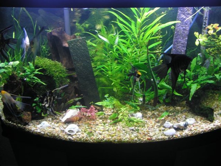 Rated #2700: 46 Gallons Freshwater Fish Tank - Another view of the angelfish tank.