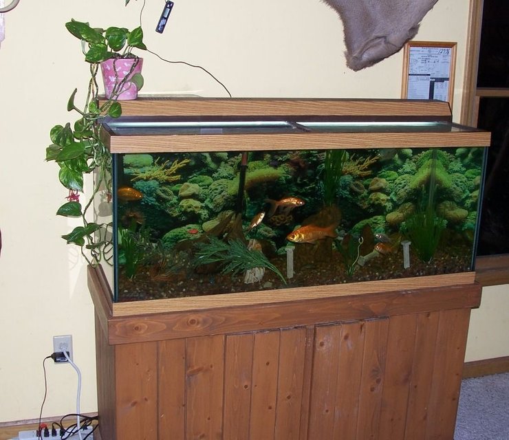 Rated #3197: 75 Gallons Freshwater Fish Tank - frontal view of my 75 gal. aquarium in my room.