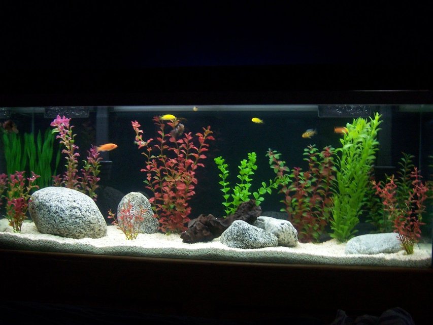 Rated #859: 55 Gallons Freshwater Fish Tank - my 55 gallon tank