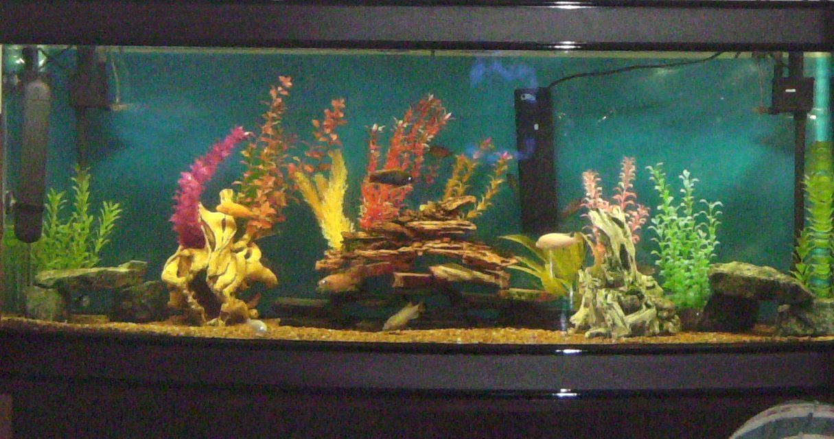 Rated #2959: 180 Gallons Freshwater Fish Tank - My African Tank