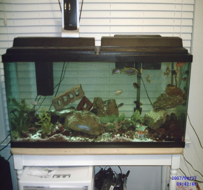Rated #4085: 55 Gallons Freshwater Fish Tank - 55 african - malawi/tanginikan