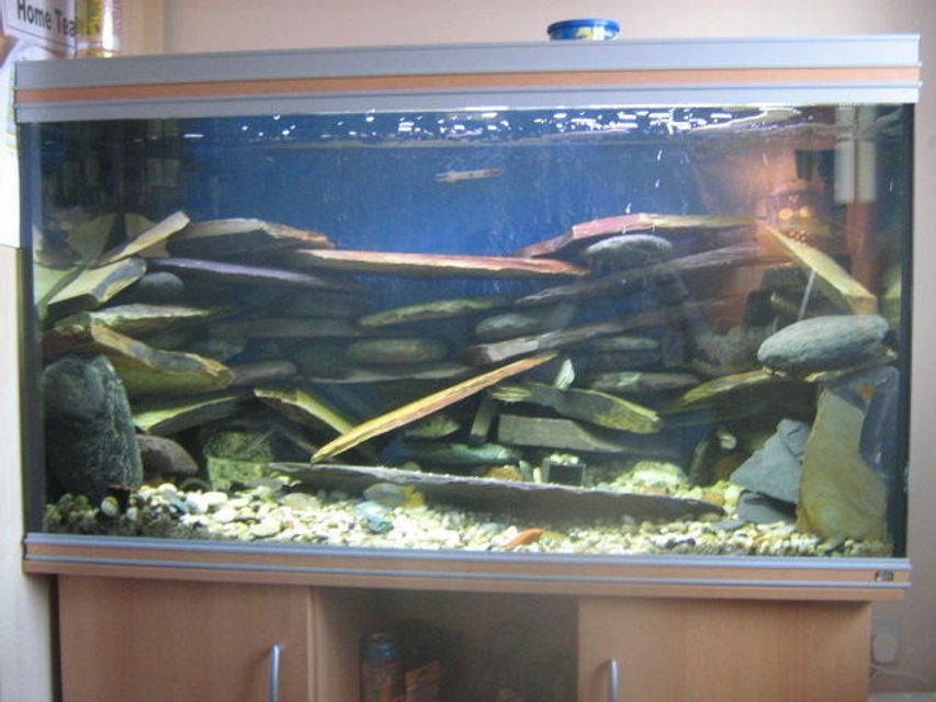 Rated #3318: 92 Gallons Freshwater Fish Tank - Actual slate placed to create caves and hollows for cichilds to hide and explore. . . . . wanted to create quite a harsh / industrial look with lots to explore.. . . . . please comment on how i can improve the tank????