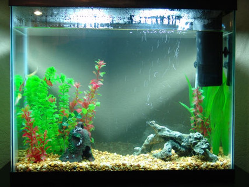 Rated #3940: 23 Gallons Freshwater Fish Tank - 23 Gallon Fresh water tank