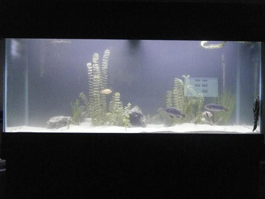 Rated #4050: 100 Gallons Freshwater Fish Tank - water is cloudy because i just got done doing a large water change