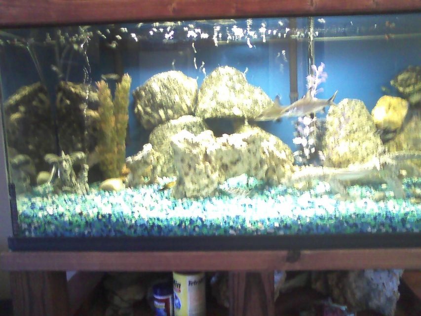 Rated #3421: 40 Gallons Freshwater Fish Tank - its a fish tank